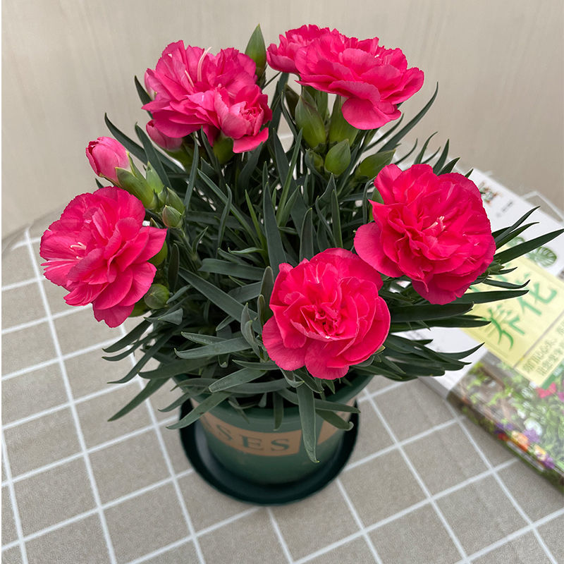 康乃馨盆栽 四季開花的室內(nèi)外裝飾與暖心好禮